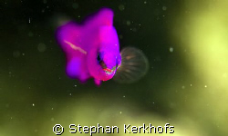 Orchid dottyback (pseudochromis fridmani) taken in Na'ama... by Stephan Kerkhofs 